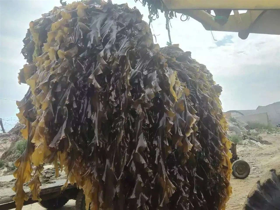 Seaweed Foliar Fertilizer